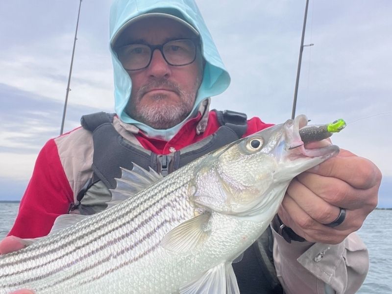 Striped bass fishing Chesapeake Bay