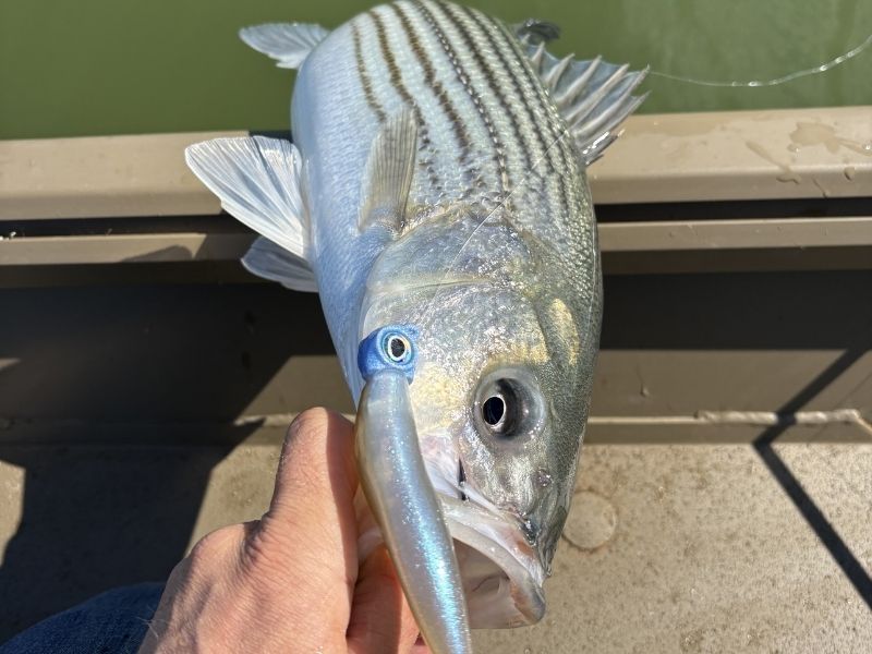 Striped bass fishing Chesapeake Bay