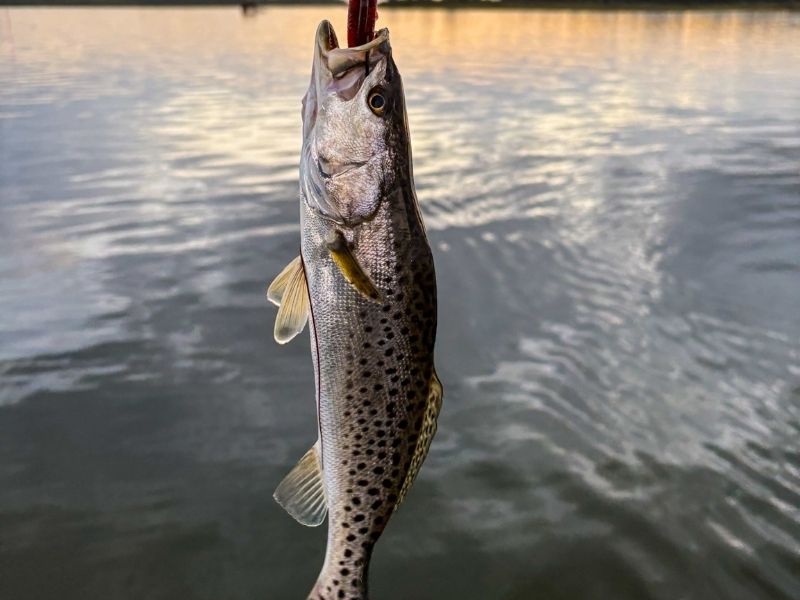 Speckled trout fishing Chesapeake Bay