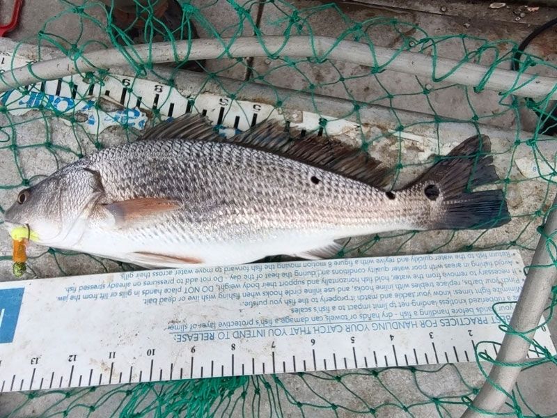 red drum fishing Chesapeake Bay