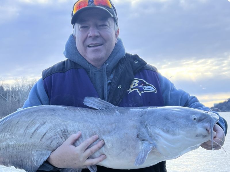 blue catfish potomac river