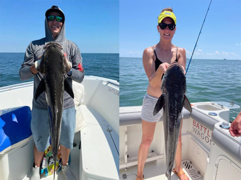 cobia fishing in the lower bay