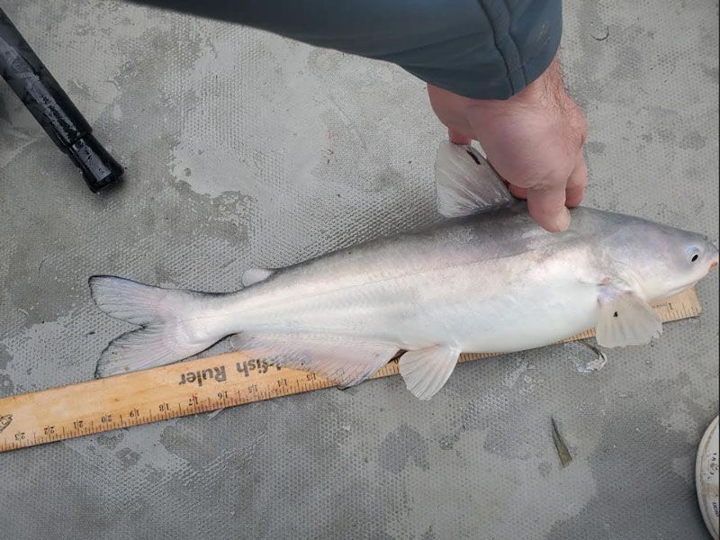 blue catfish chesapeake bay