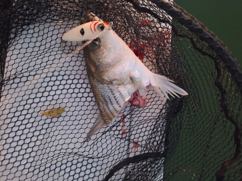 striped bass fishing chesapeake bay