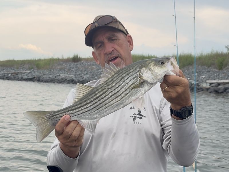 Striped bass fishing Chesapeake Bay