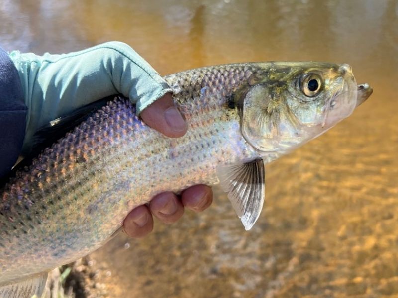 Spring shad fishing