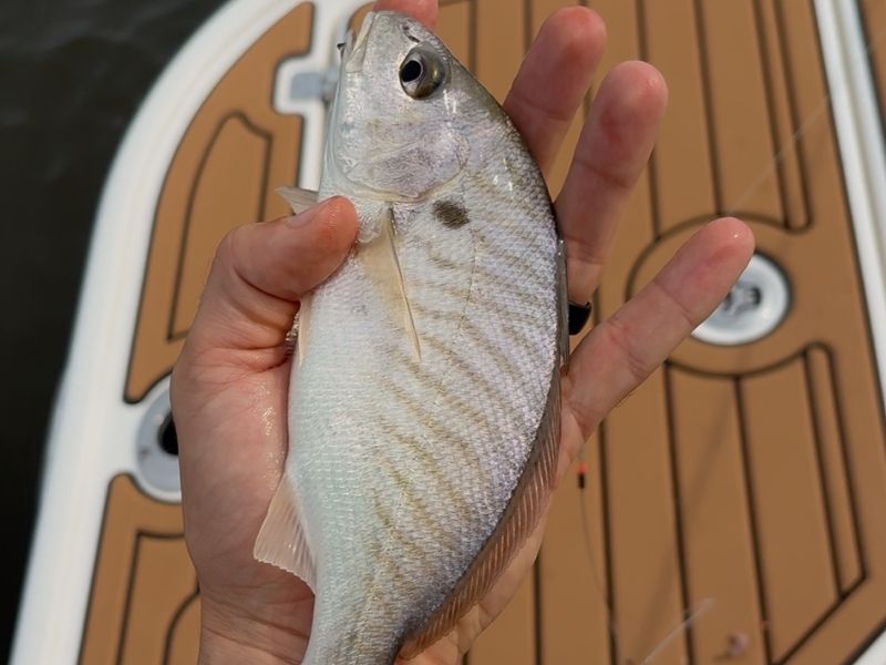 Spot fishing