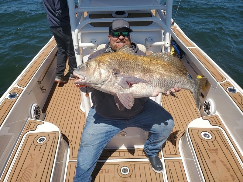 Black drum fishing Chesapeake Bay
