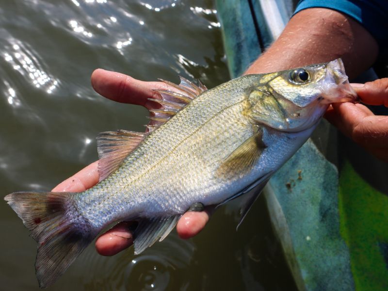 White perch fishing chesapeake bay