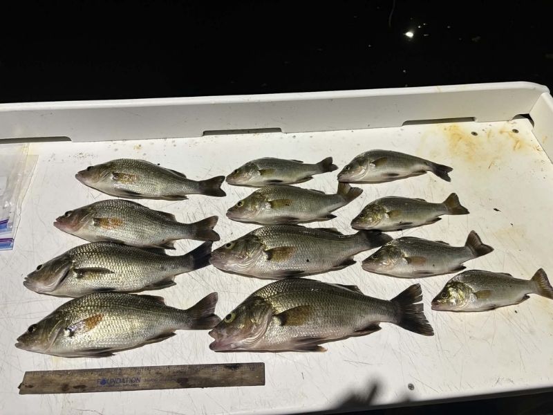 White perch fishing