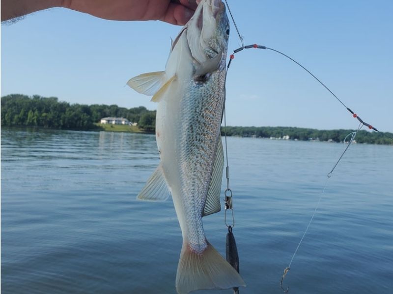 Croaker fishing Chesapeake Bay
