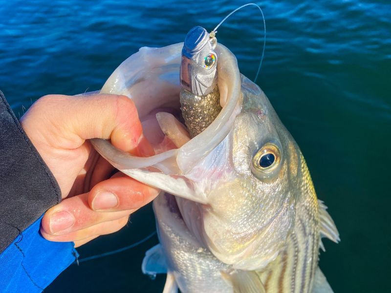 striped bass fishing chesapeake bay