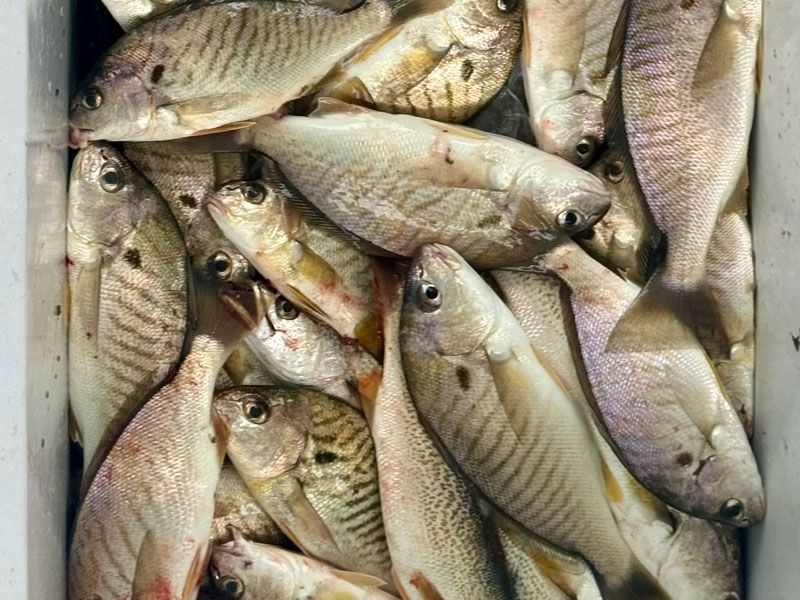 Bottom fishing Chesapeake Bay