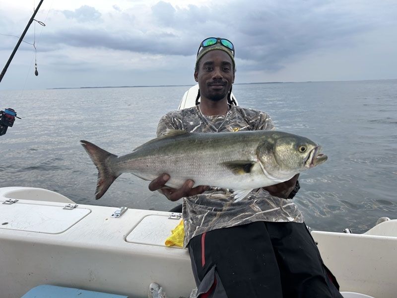 Bluefish fishing Chesapeake Bay