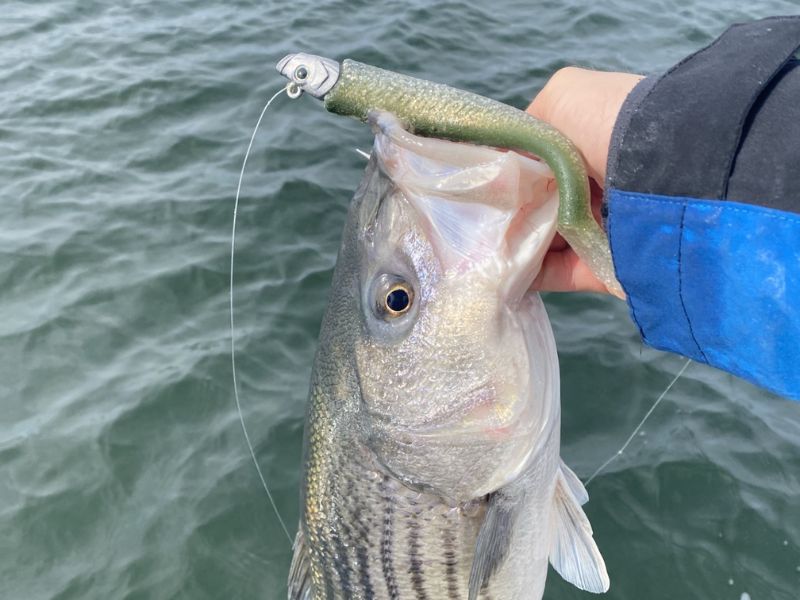 striped bass fishing chesapeake bay winter fishing