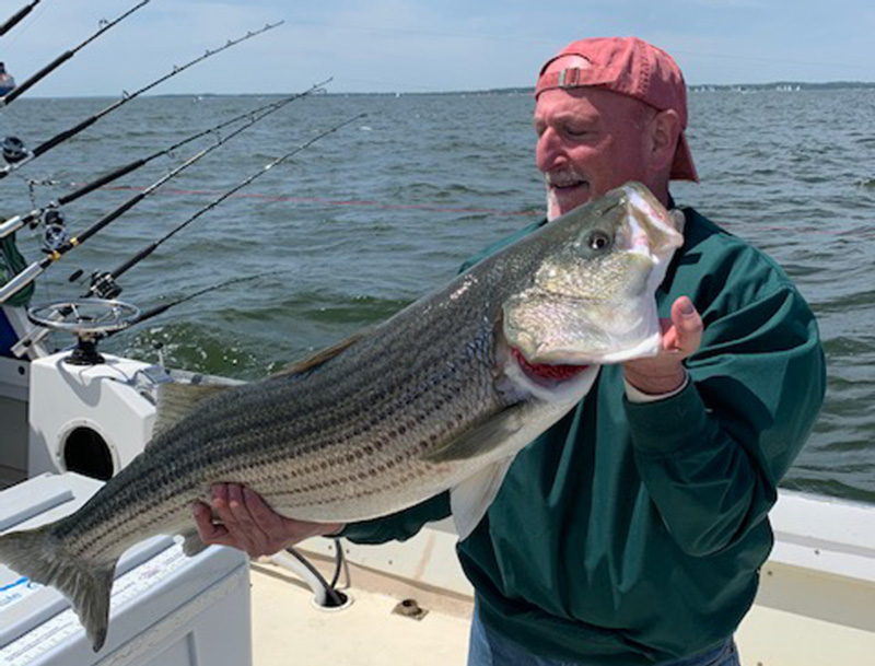middle bay trophy striped bass