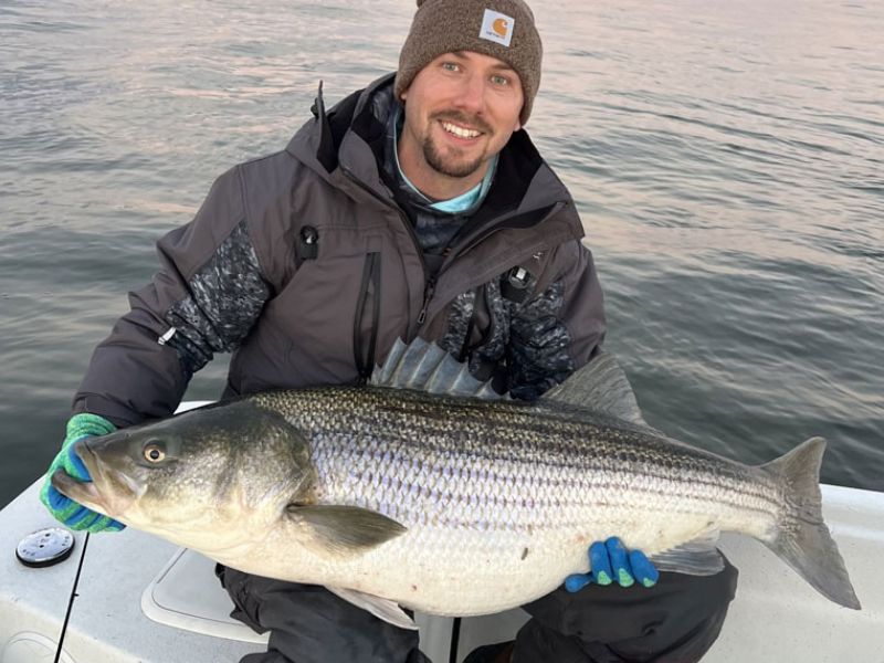 trophy striped bass rockfish chesapeake bay