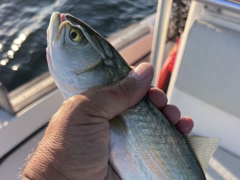 Bluefish fishing Chesapeake Bay