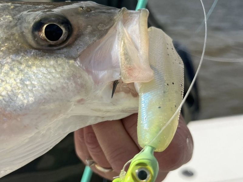 Striped bass fishing Maryland
