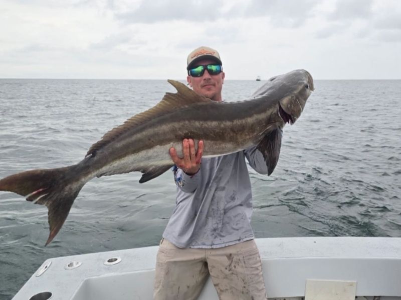 Cobia fishing