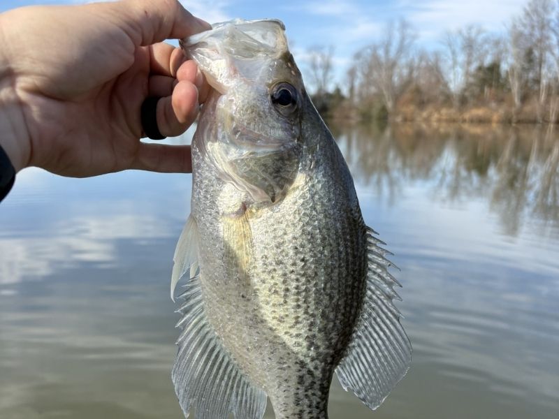 Crappie fishing Pocomoke River