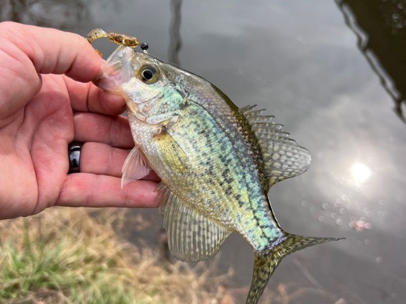 crappie fishing spring fishing