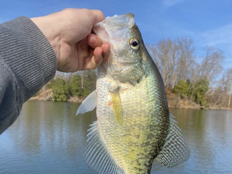 crappie winter fishing