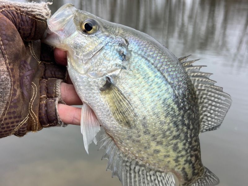 Spring crappie fishing