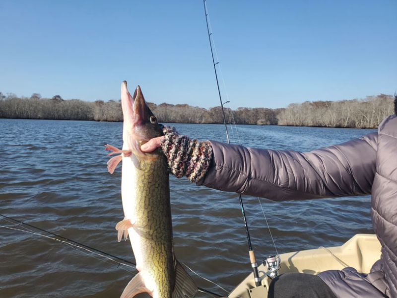 Pickerel fishing pocomoke river chesapeake bay