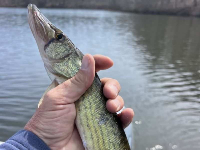 pickerel fishing chesapeake bay