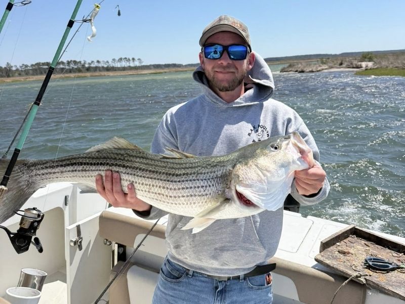 Striped bass fishing Chesapeake Bay