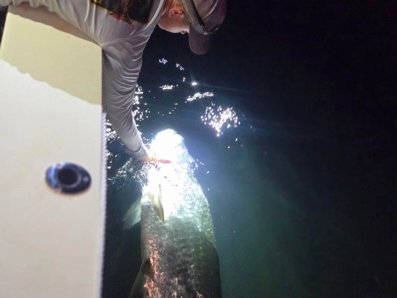 Chesapeake Bay Tarpon