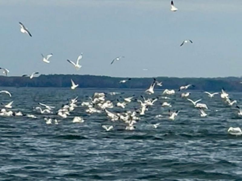 striped bass fishing chesapeake bay