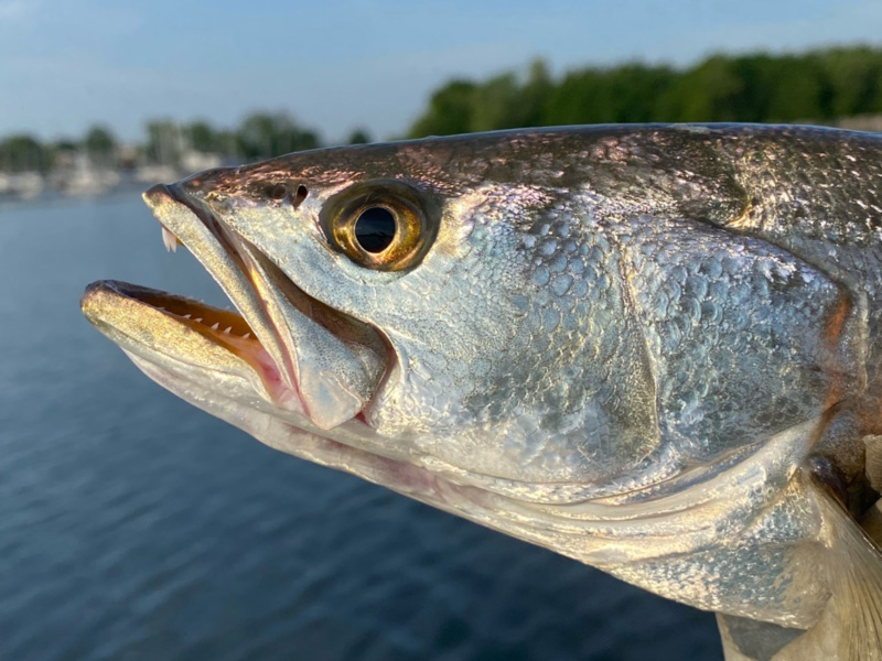 speckled trout head