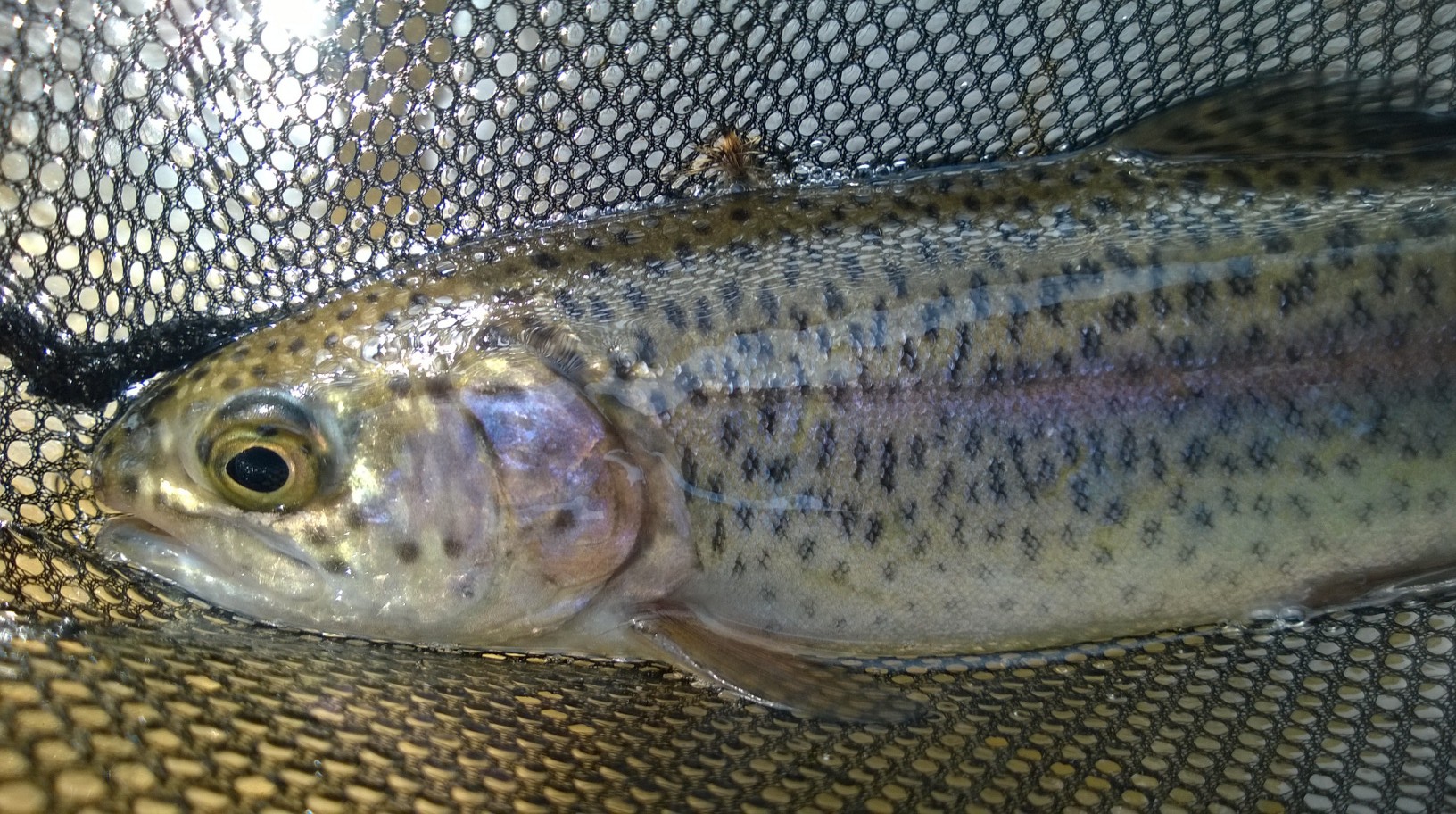 Trout are stocked for the fall in many lakes and streams.