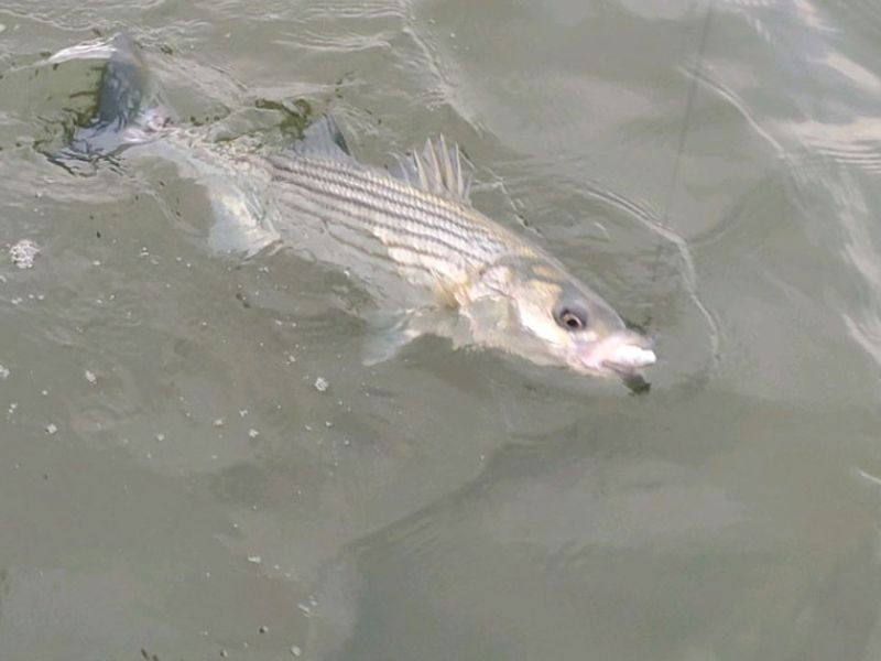 striped bass rockfish fishing