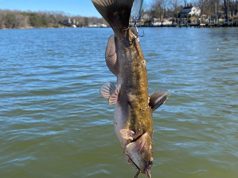 pickerel fishing jerkbait chesapeake bay