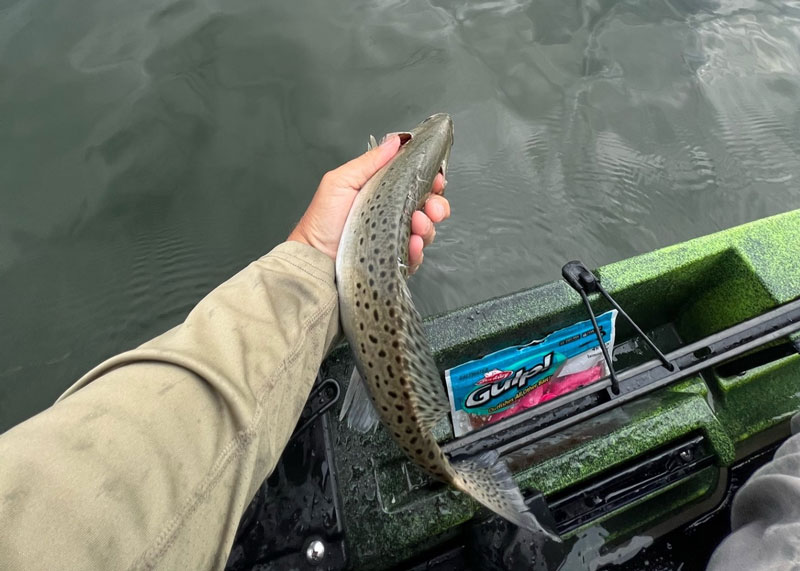 releasing a speckled sea trout