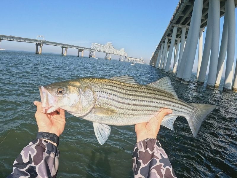 Striped bass fishing 