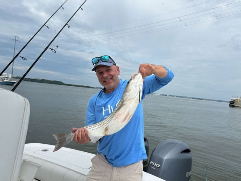 Striped bass fishing Chesapeake Bay