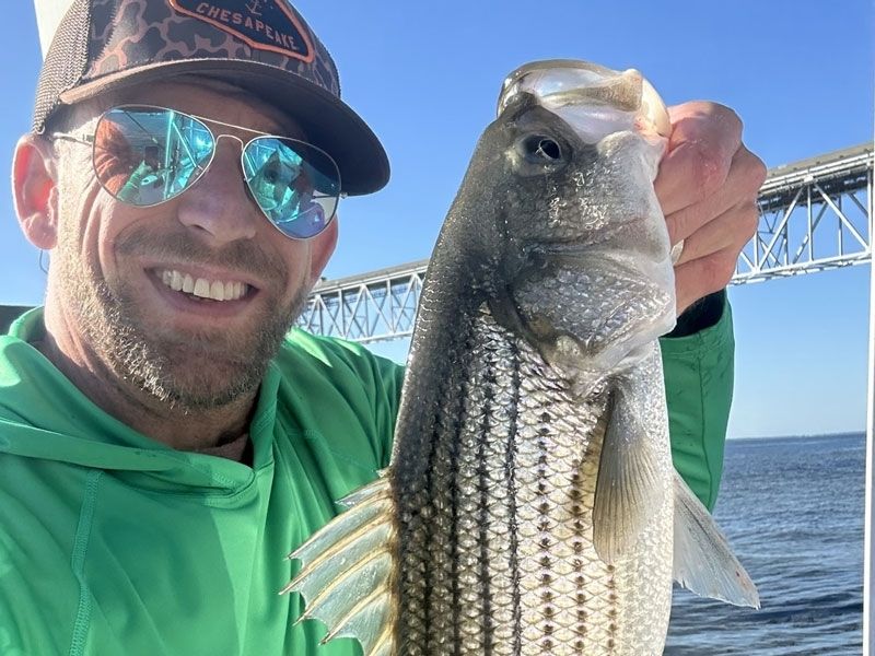Striped bass fishing Chesapeake Bay