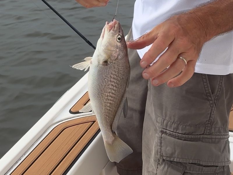 Croaker fishing