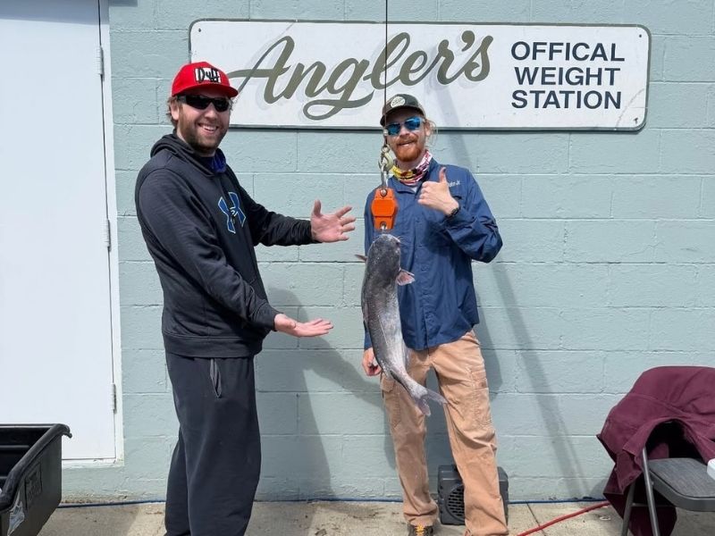 blue catfish chesapeake bay invasive species