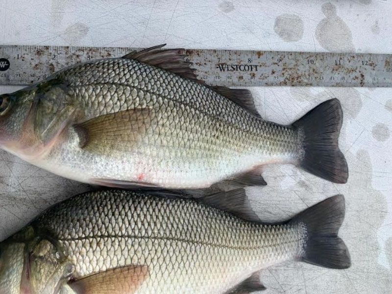 White perch fishing chesapeake bay