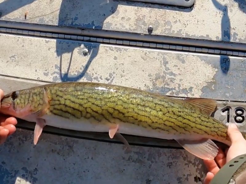 Pickerel fishing Chesapeake Bay