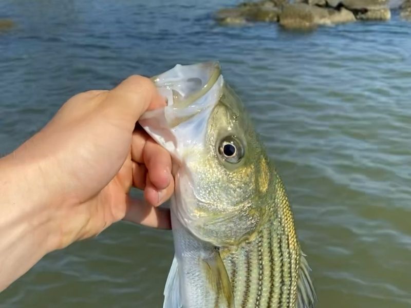 Striped bass fishing chesapeake bay