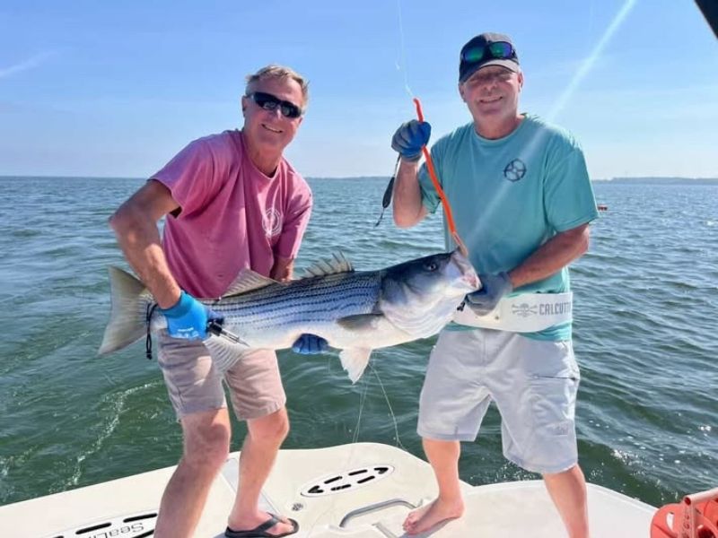 Trolling for striped bass