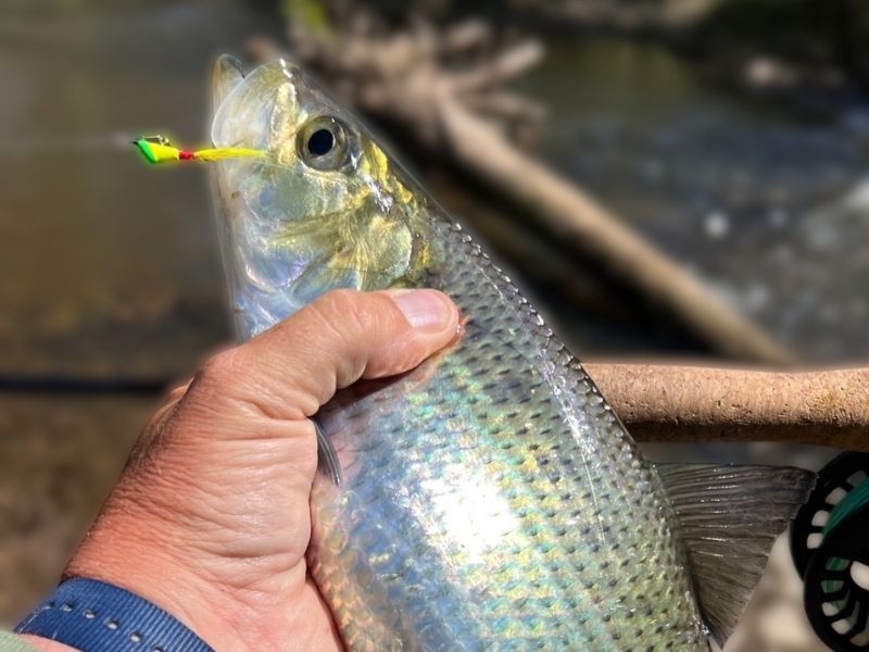 Spring shad fishing