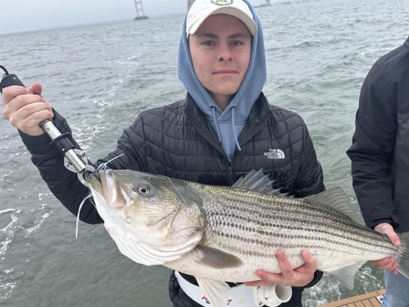 Striped bass trolling chesapeake bay