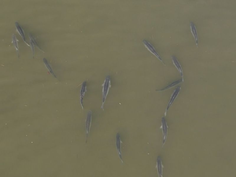 striped bass fishing chesapeake bay